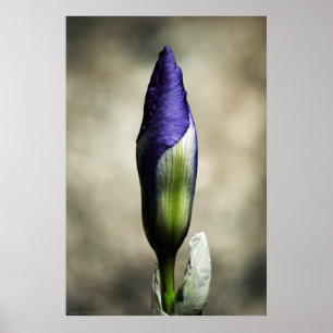 The Arriving Beauty Print