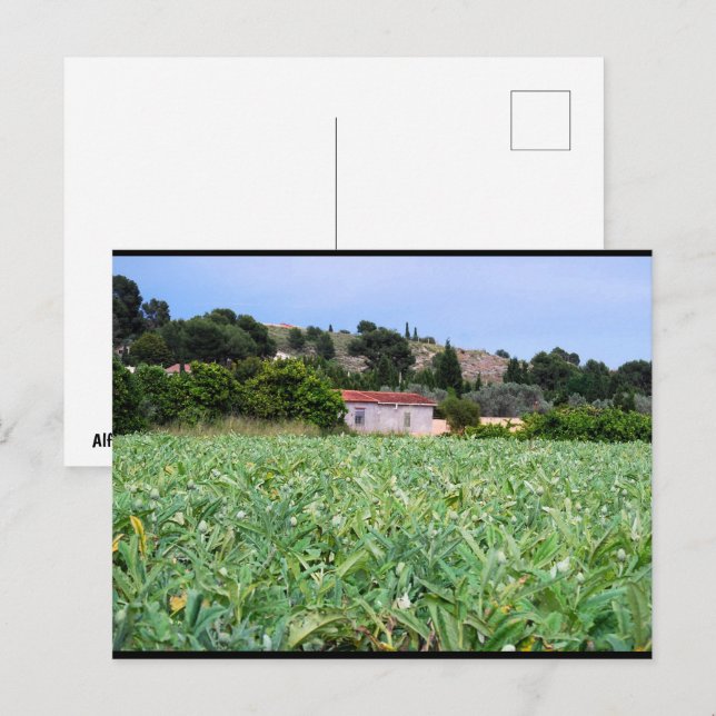 The Artichoke Field Postcard (Front/Back)