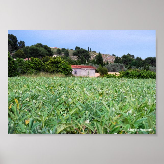 The Artichoke Field Poster (Front)