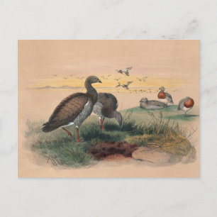 The Ashy-Headed Goose by Joseph Wolf Postcard