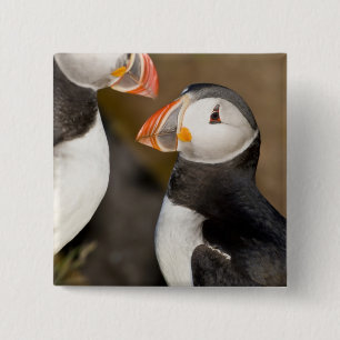 The Atlantic Puffin 15 Cm Square Badge