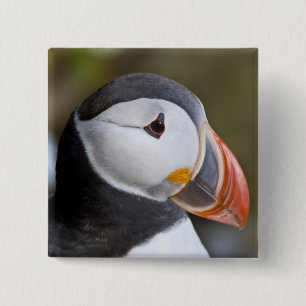 The Atlantic Puffin, a pelagic seabird 15 Cm Square Badge