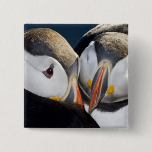 The Atlantic Puffin, a pelagic seabird 15 Cm Square Badge