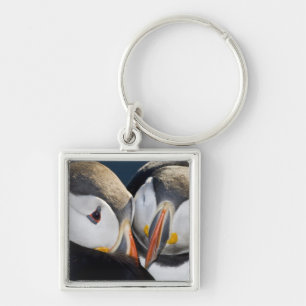 The Atlantic Puffin, a pelagic seabird Key Ring