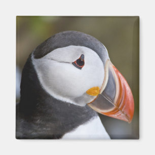The Atlantic Puffin, a pelagic seabird Magnet