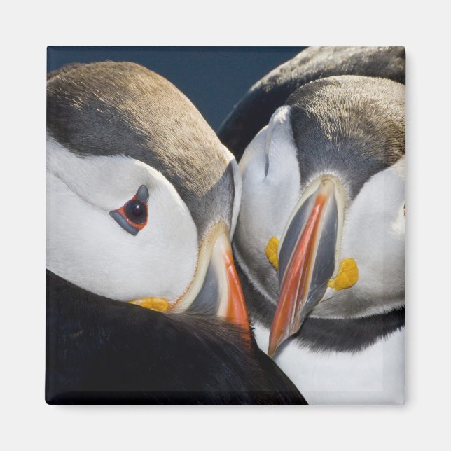 The Atlantic Puffin, a pelagic seabird Magnet (Front)