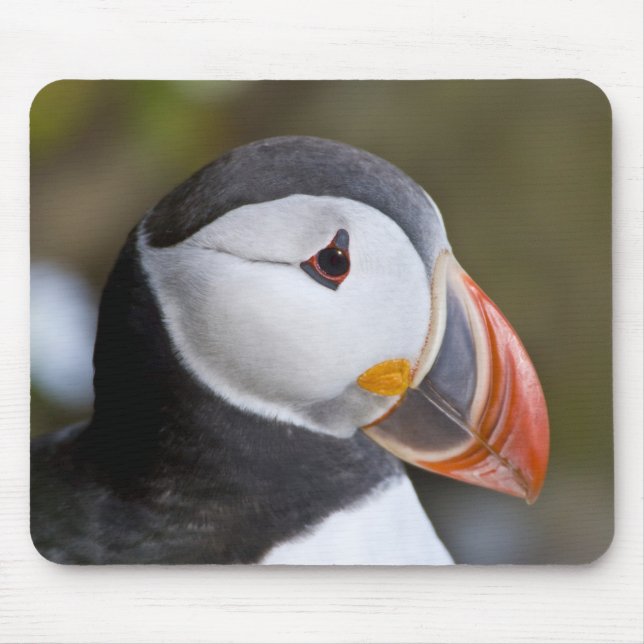 The Atlantic Puffin, a pelagic seabird Mouse Pad (Front)