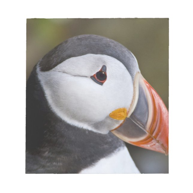The Atlantic Puffin, a pelagic seabird Notepad (Front)