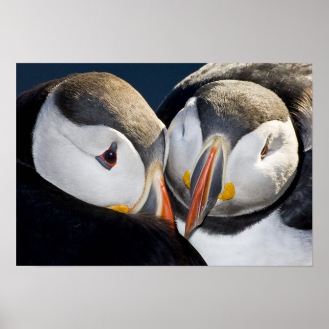 The Atlantic Puffin, a pelagic seabird, shown 3 Poster (Front)