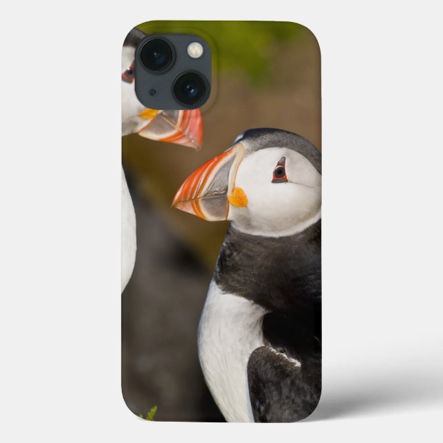 The Atlantic Puffin, a pelagic seabird, shown Case-Mate iPhone Case (Back)