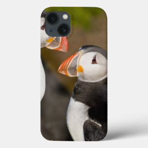 The Atlantic Puffin, a pelagic seabird, shown iPhone 13 Case