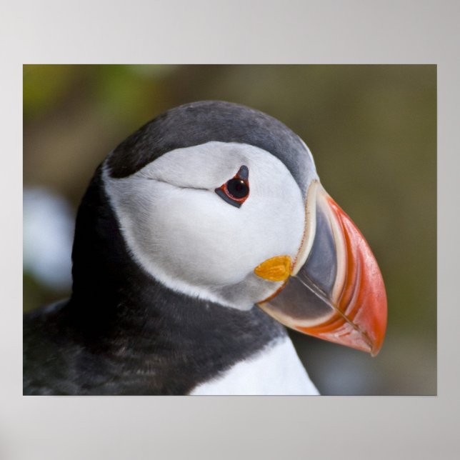 The Atlantic Puffin, a pelagic seabird, shown Poster (Front)