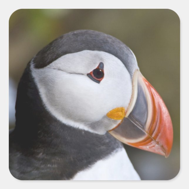 The Atlantic Puffin, a pelagic seabird Square Sticker (Front)