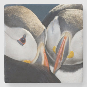 The Atlantic Puffin, a pelagic seabird Stone Coaster