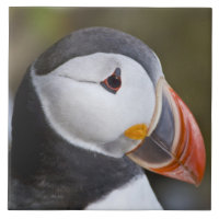 The Atlantic Puffin, a pelagic seabird