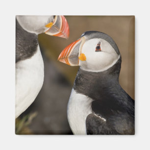 The Atlantic Puffin Magnet