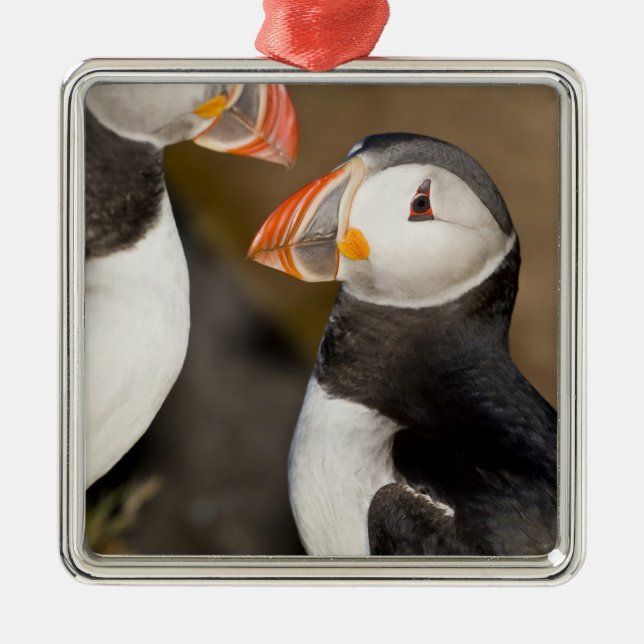 The Atlantic Puffin Metal Ornament (Front)