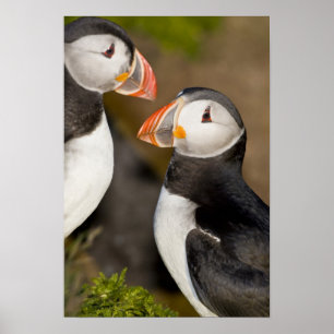 The Atlantic Puffin Poster