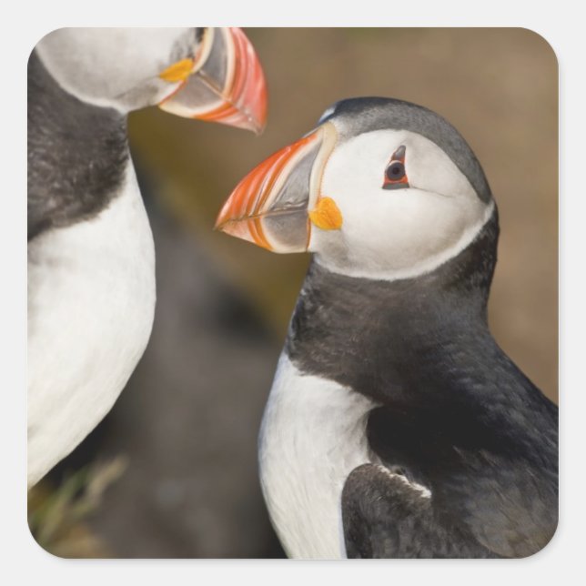The Atlantic Puffin Square Sticker (Front)