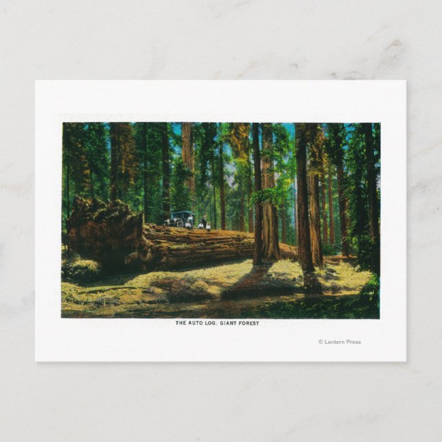 The Auto Log in Giant Forest, Redwoods Postcard (Front)