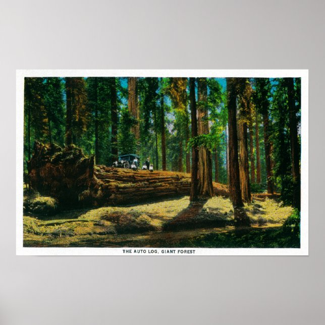 The Auto Log in Giant Forest, Redwoods Poster (Front)
