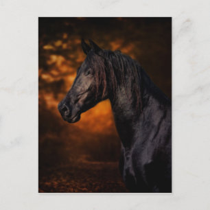 The Autumn Stallion Postcard