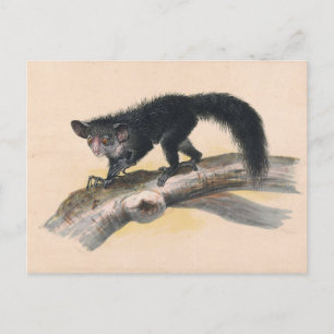 The Aye-Aye by Joseph Wolf Postcard