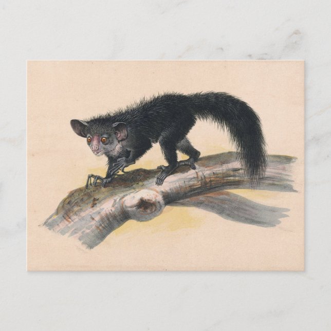 The Aye-Aye by Joseph Wolf Postcard (Front)