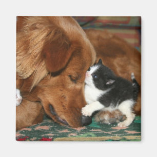 The babysitter magnet