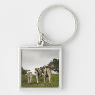 The backside of three zebras, South Africa Key Ring