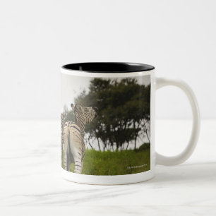 The backside of three zebras, South Africa Two-Tone Coffee Mug
