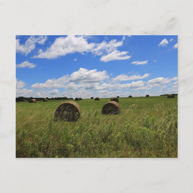The Bales of Summer Postcard (Front)