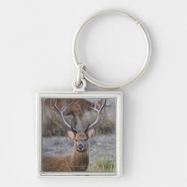 The Barasingha or Barasinga (Rucervus Key Ring (Front)