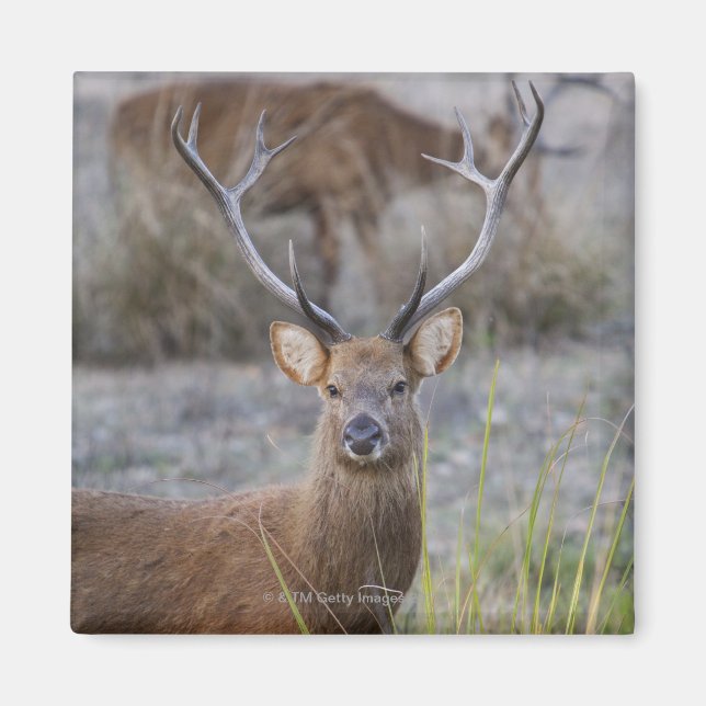 The Barasingha or Barasinga (Rucervus Magnet (Front)