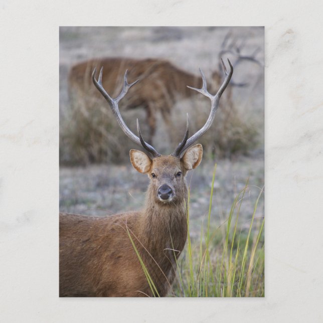 The Barasingha or Barasinga (Rucervus Postcard (Front)