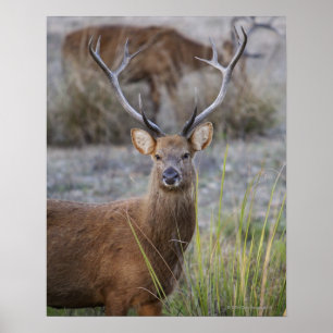 The Barasingha or Barasinga (Rucervus Poster