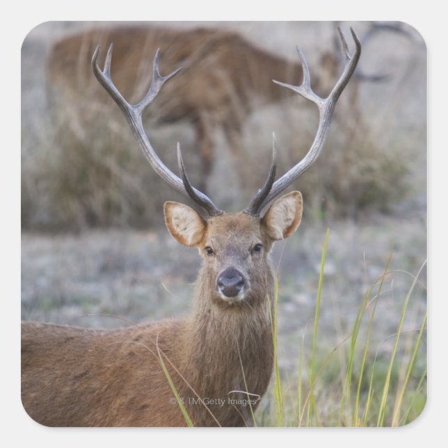 The Barasingha or Barasinga (Rucervus Square Sticker (Front)