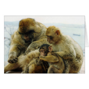 The Barbary Apes