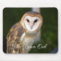 The Barn Owl