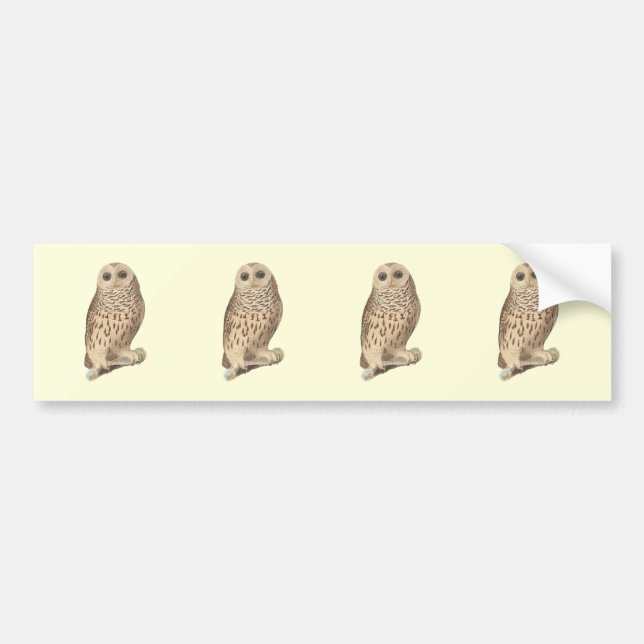 The Barred Owl (Ulula nebulosa) De Kay's NY Birds Bumper Sticker (Front)