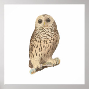 The Barred Owl (Ulula nebulosa) Poster