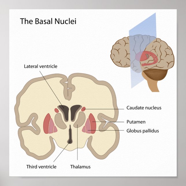 The basal nuclei of the brain Poster (Front)