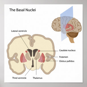 The basal nuclei of the brain Poster