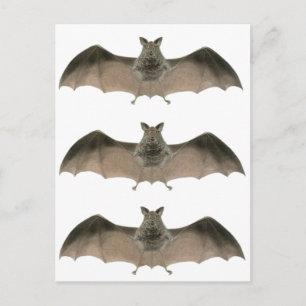 the bat postcard