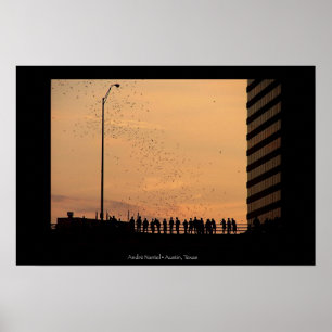The Bats of Austin Poster