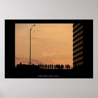 The Bats of Austin Poster