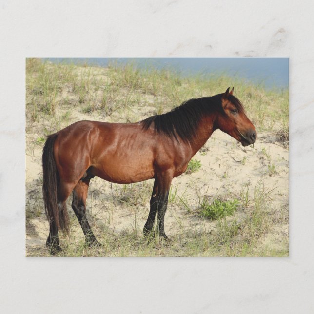 The Bay Corolla Stallion Postcard (Front)