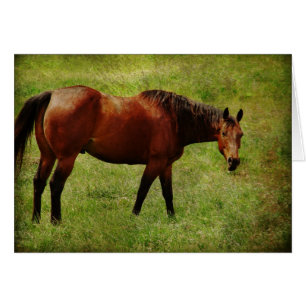 The Bay Horse