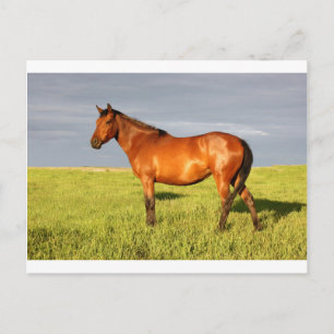 The Bay Mare Postcard