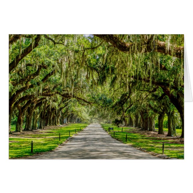 The Beautiful Avenue Of Oaks Greeting Card (Front Horizontal)